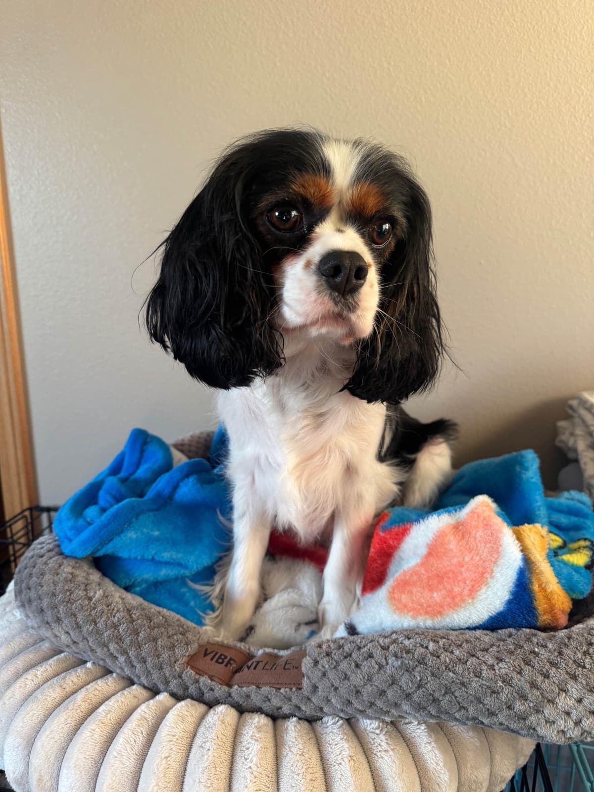 Cavalier King Charles Spaniel Puppies breeder image 12