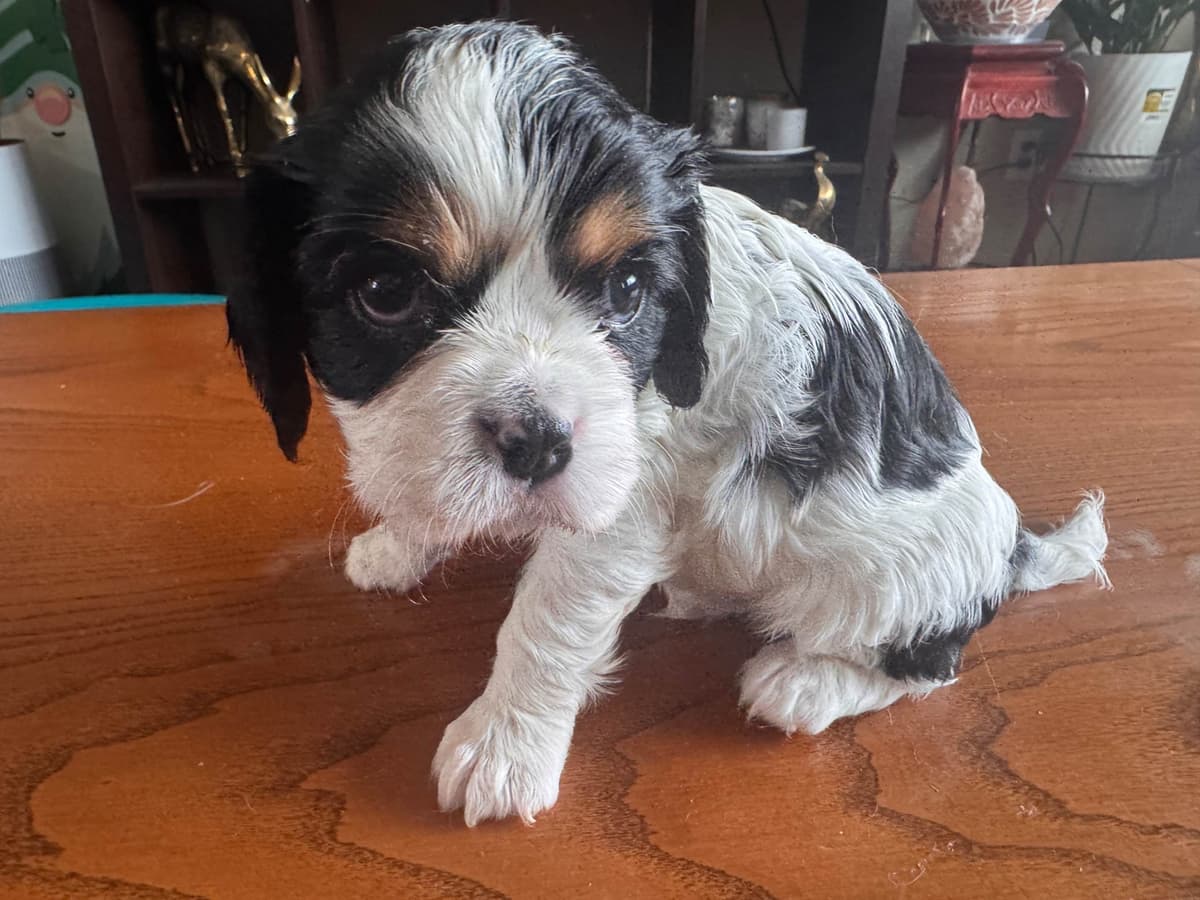 Cavalier King Charles Spaniel Puppies breeder image 14