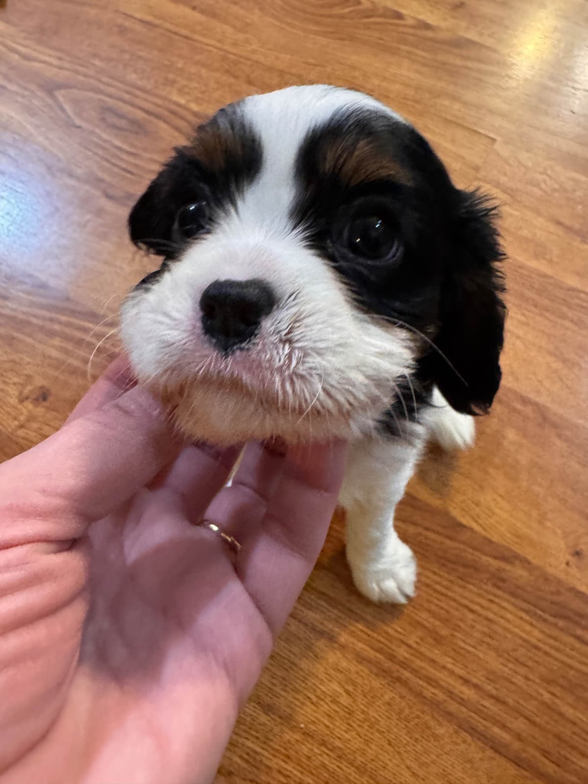 Cavalier King Charles Spaniel Puppies breeder image 15