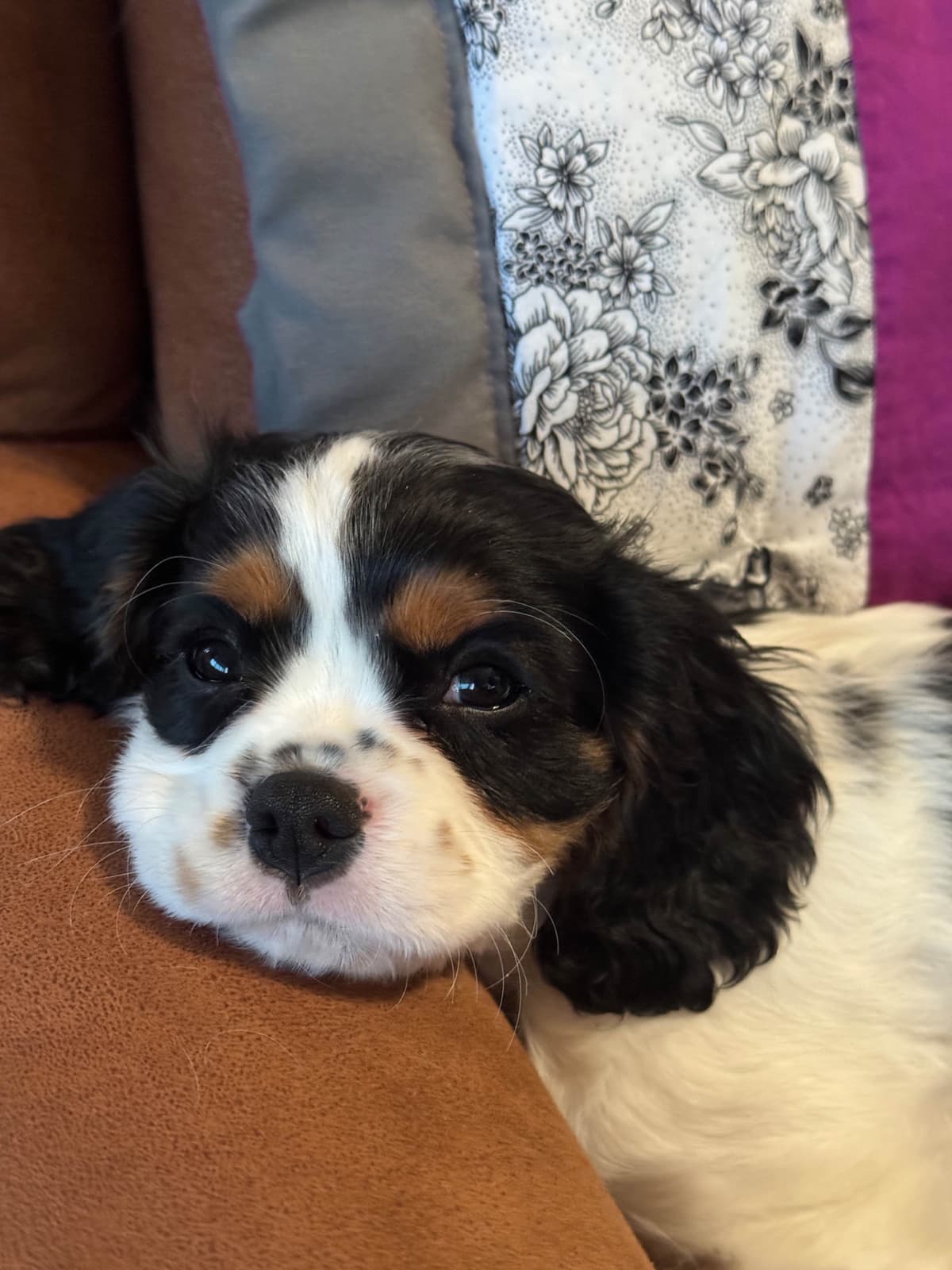 Cavalier King Charles Spaniel Puppies breeder image 16