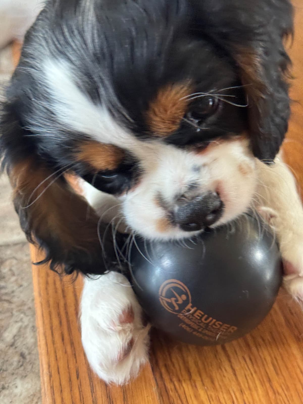 Cavalier King Charles Spaniel Puppies breeder image 18