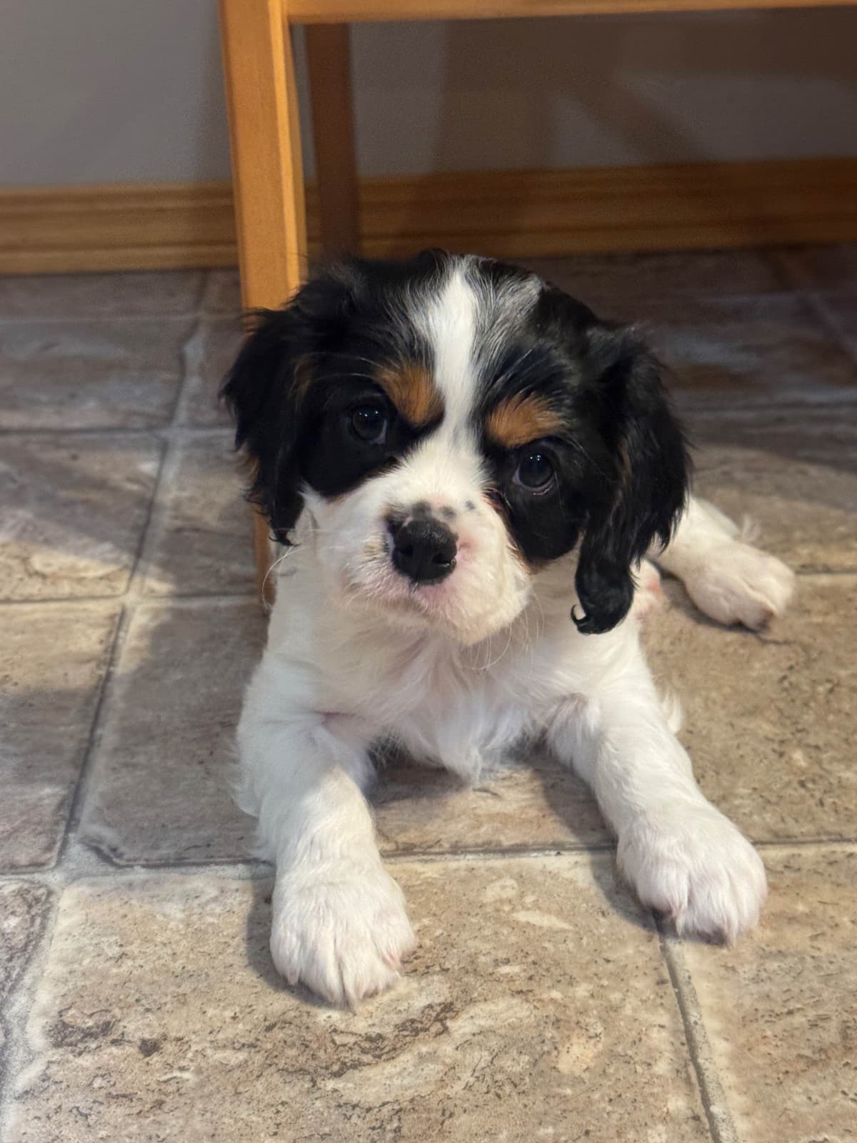 Cavalier King Charles Spaniel Puppies breeder image 17