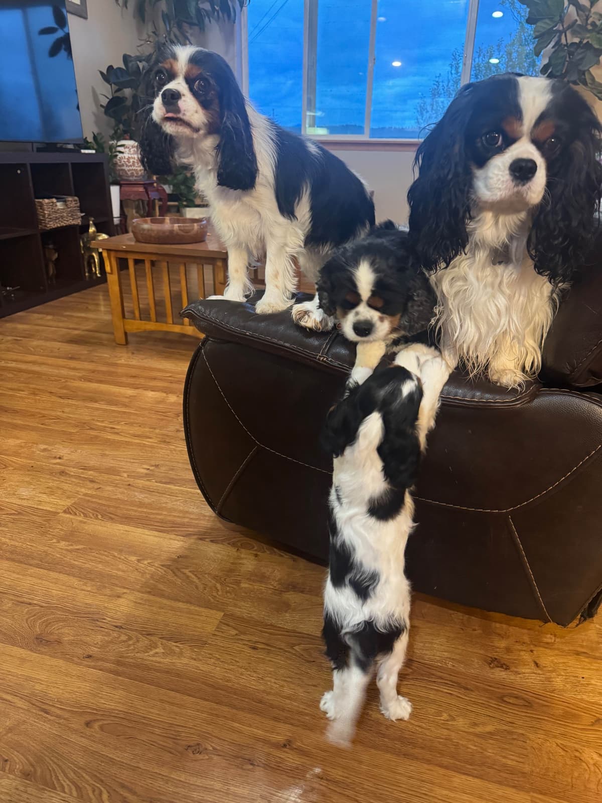 Cavalier King Charles Spaniel Puppies breeder image 19