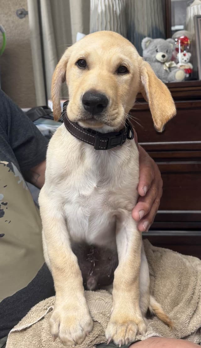 Labrador Retriever Puppies media 3