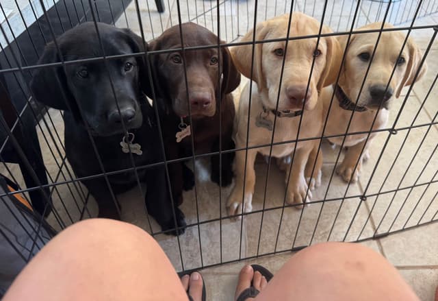 Labrador Retriever Puppies media 4
