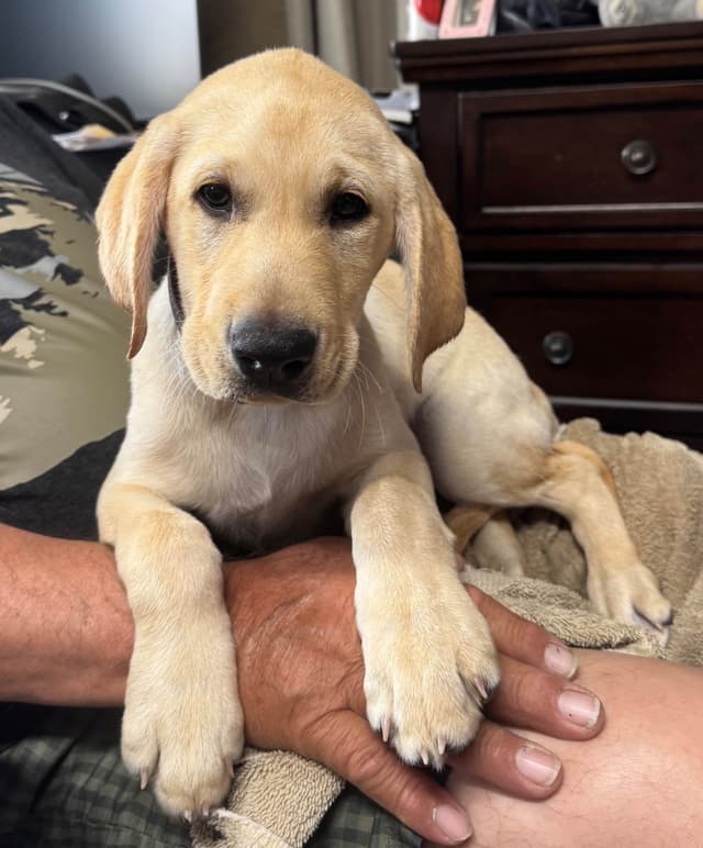 Labrador Retriever Puppies media 2
