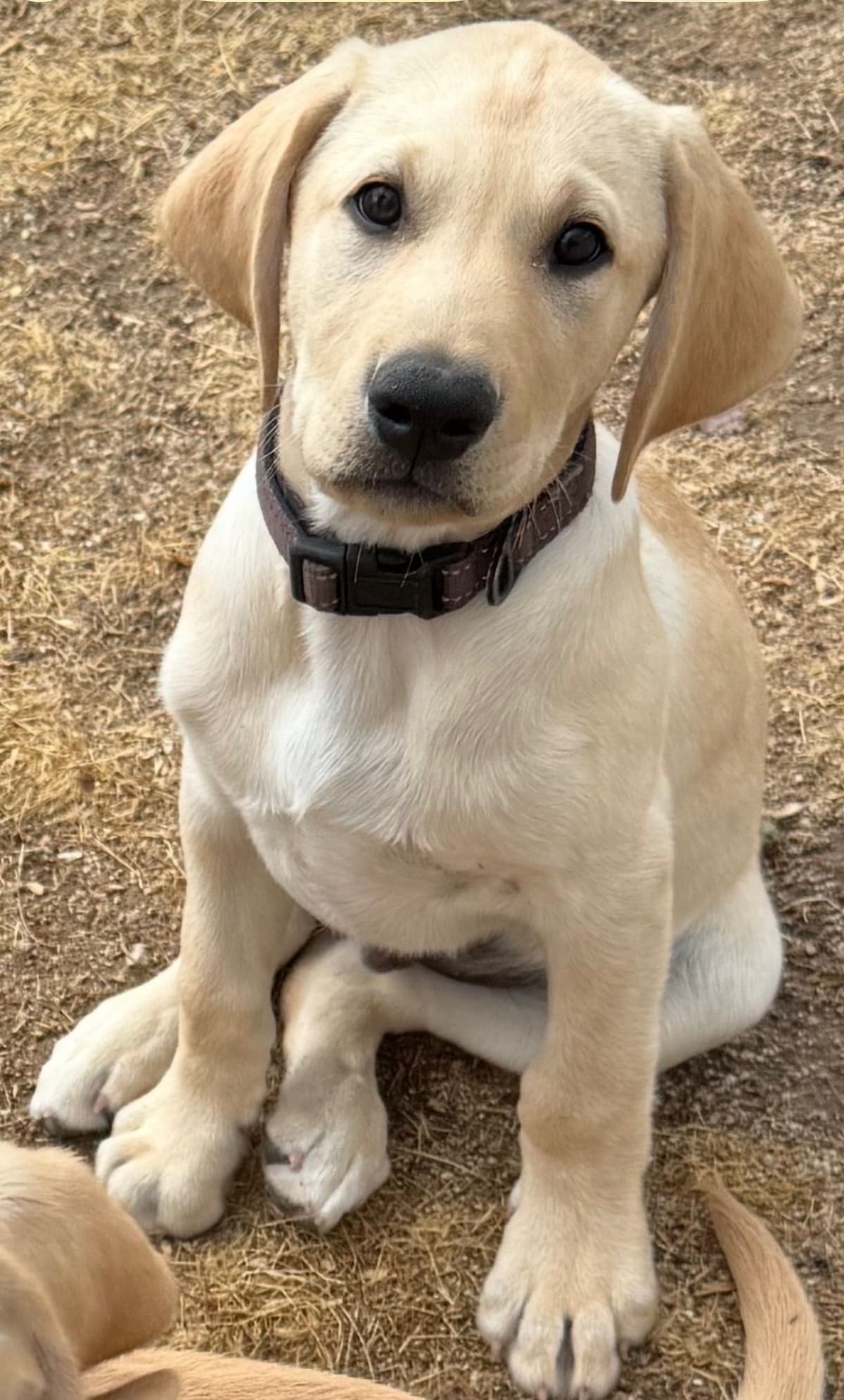 Labrador Retriever Puppies breeder image 1