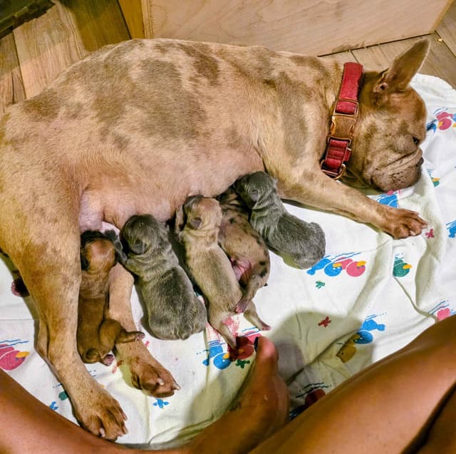 French Bulldog Puppies media 4