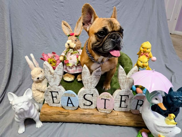 French Bulldog Puppies media 5