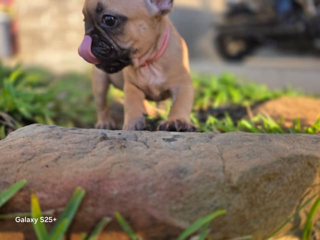 French Bulldog Puppies media 6