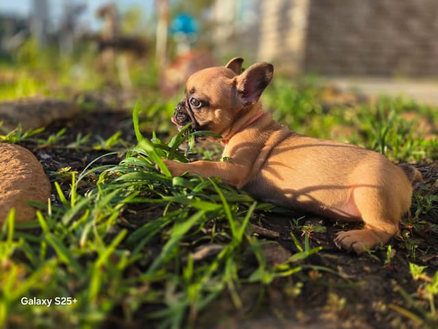 French Bulldog Puppies media 7