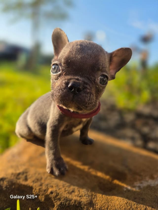 French Bulldog Puppies media 9