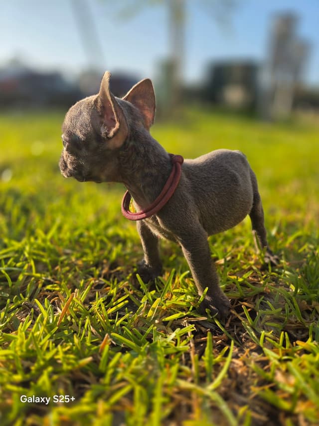 French Bulldog Puppies media 11