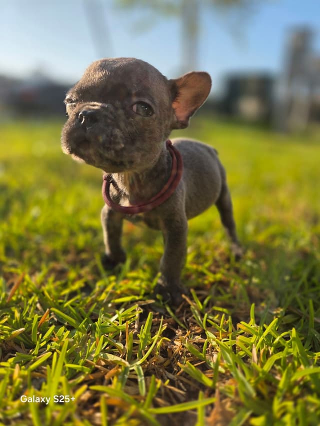 French Bulldog Puppies media 12