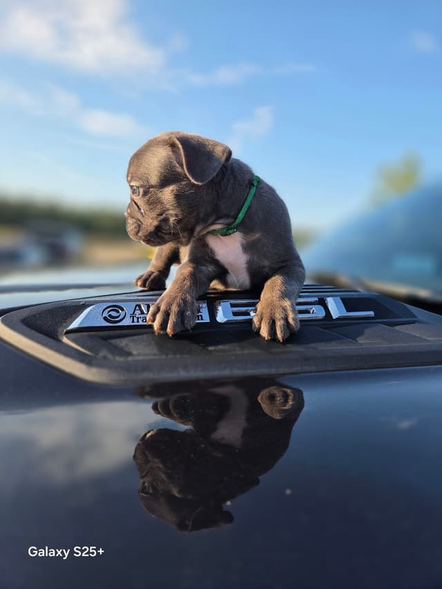 French Bulldog Puppies media 18