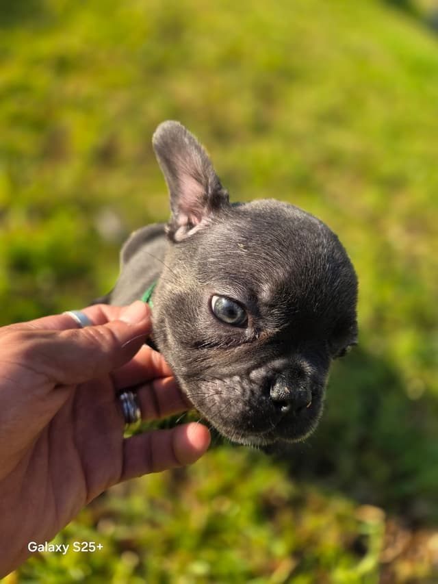 French Bulldog Puppies media 19