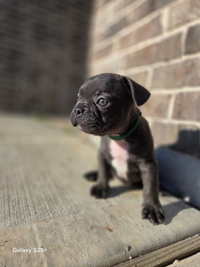 French Bulldog Puppies media 17