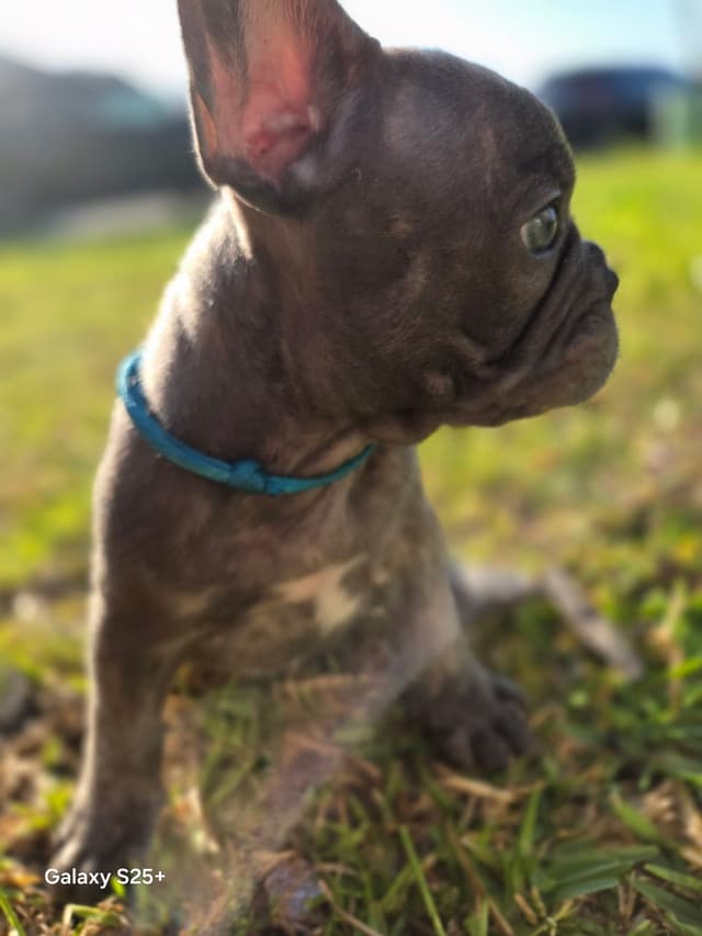 French Bulldog Puppies media 21