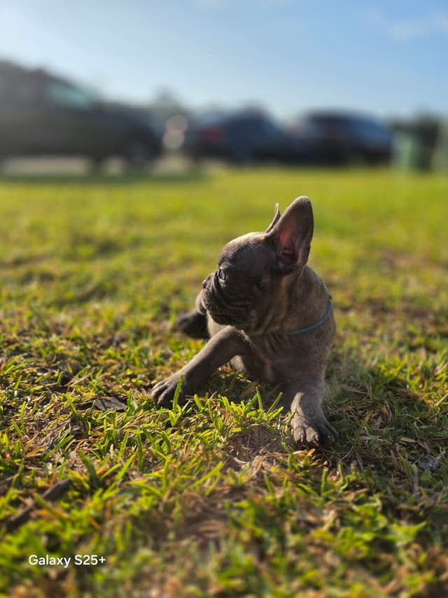 French Bulldog Puppies media 25