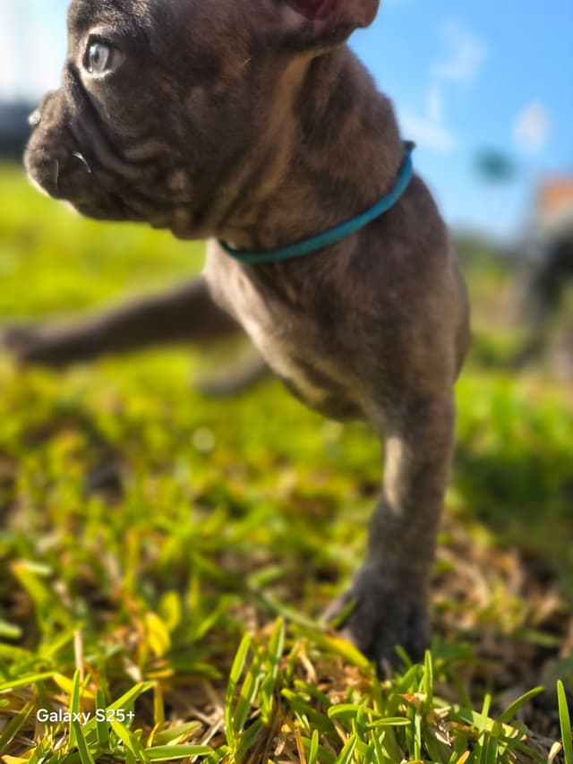 French Bulldog Puppies media 26