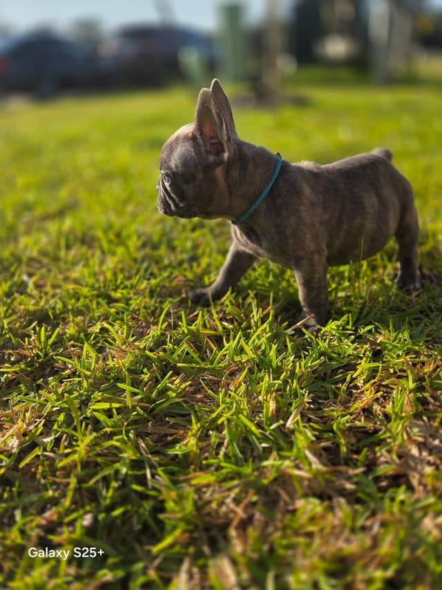 French Bulldog Puppies media 23