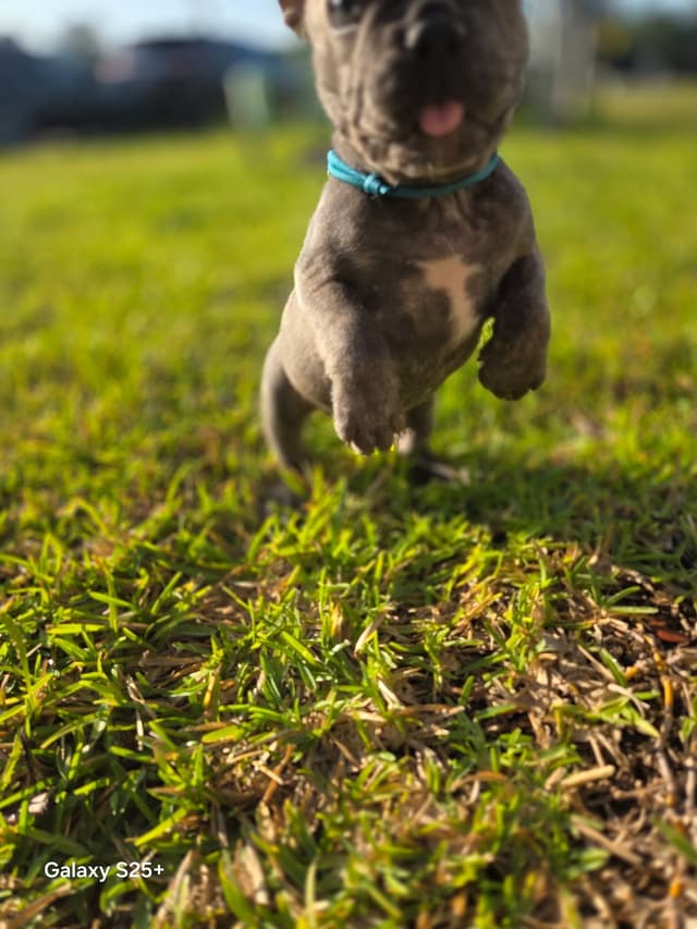 French Bulldog Puppies media 24