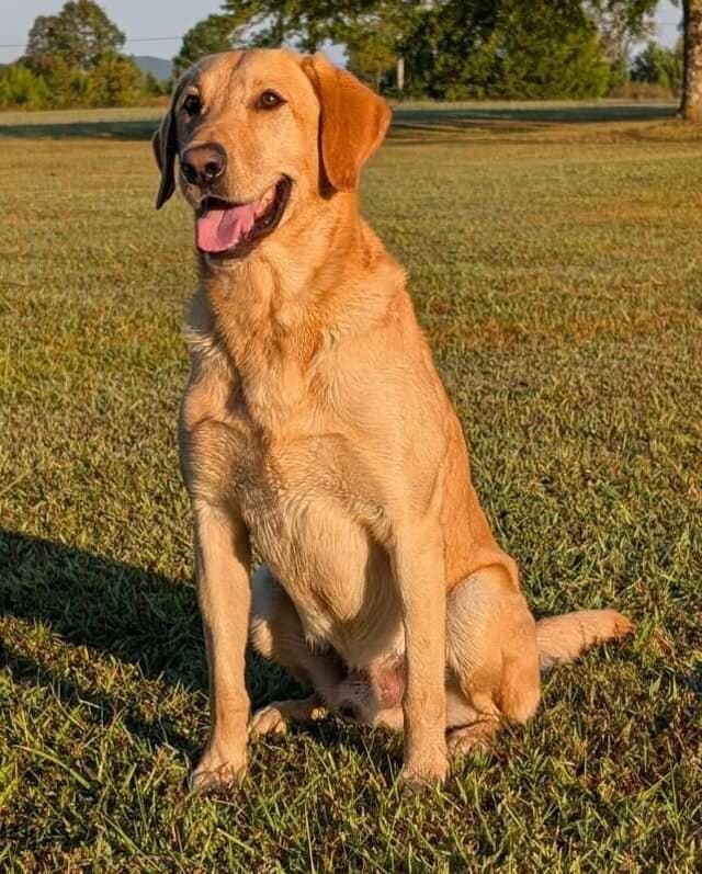 Labrador Retriever Puppies media 2