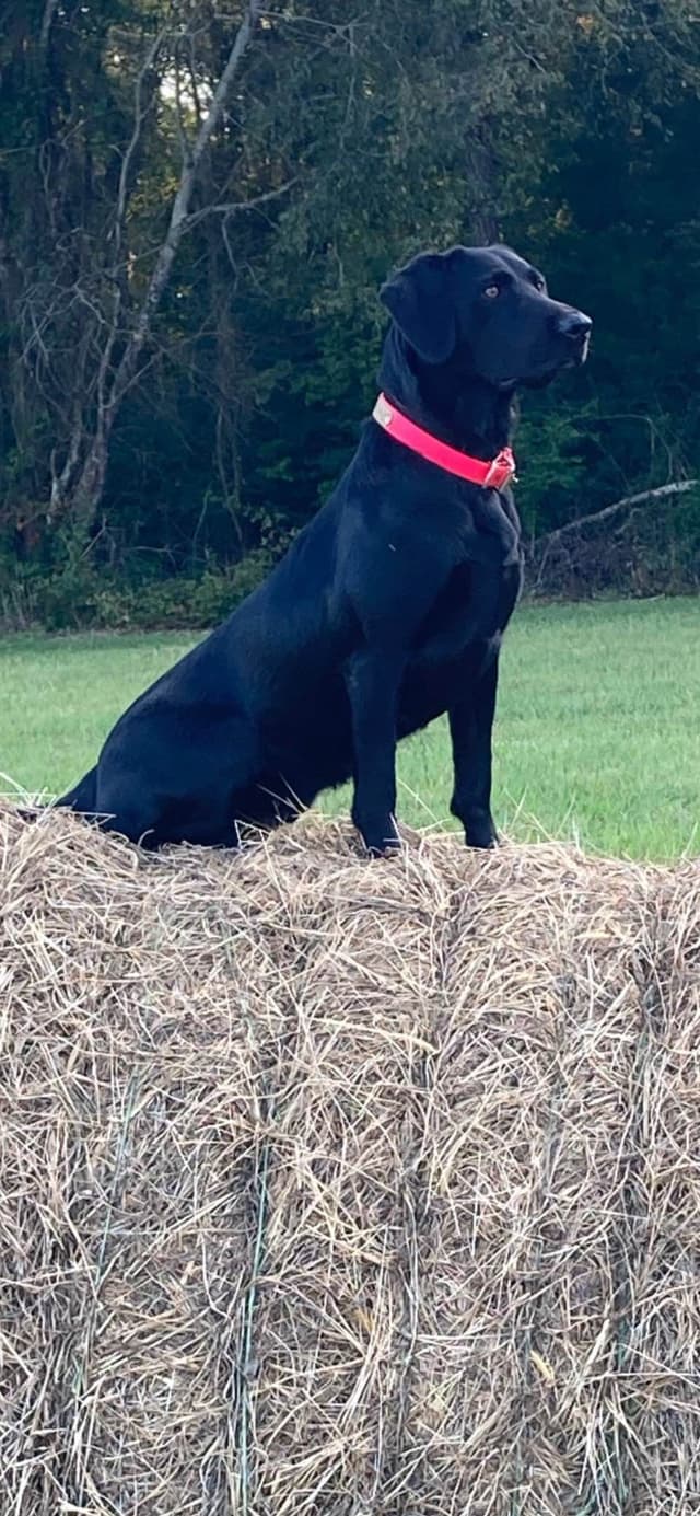 Labrador Retriever Puppies media 3