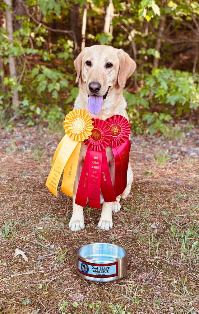 Labrador Retriever Puppies media 4