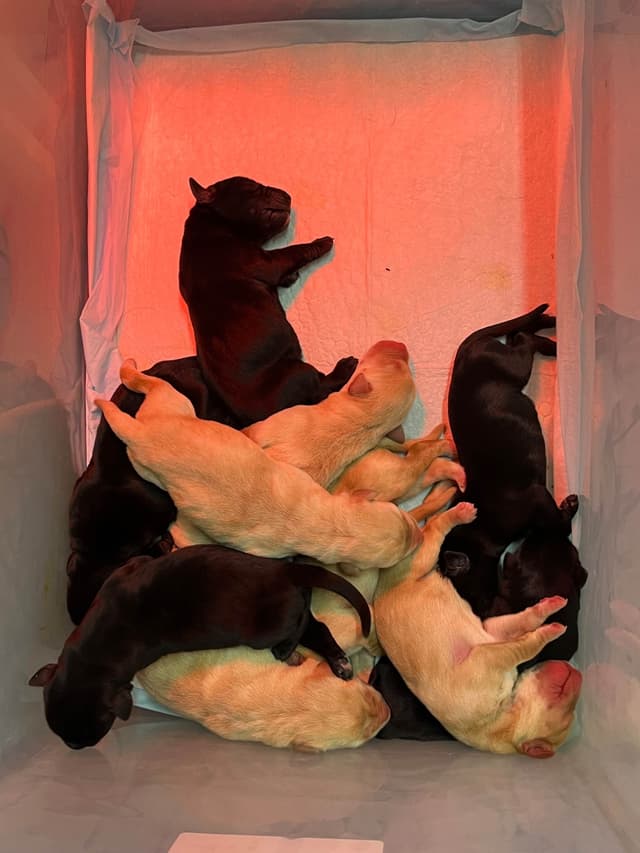 Labrador Retriever Puppies media 5