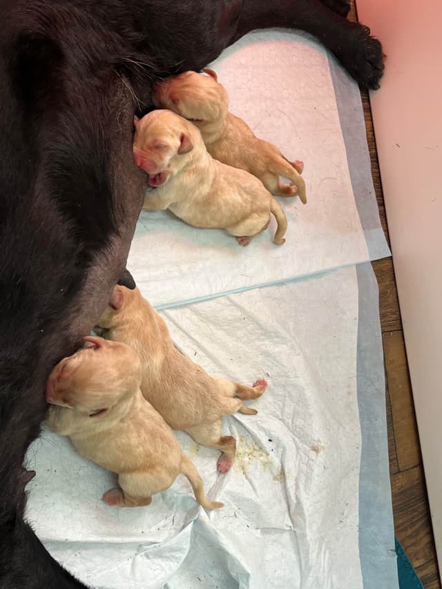 Labrador Retriever Puppies media 7