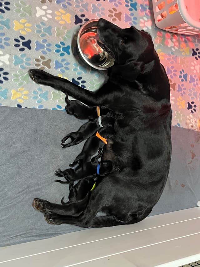 Labrador Retriever Puppies media 6