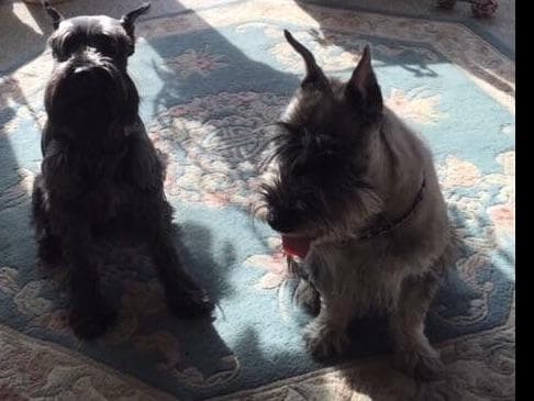 Standard Schnauzer Puppies breeder image 4