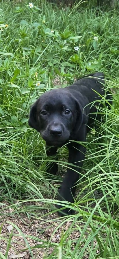 Labrador Retriever Puppies media 2