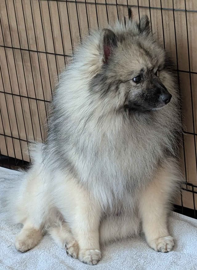 Keeshond Puppies media 2