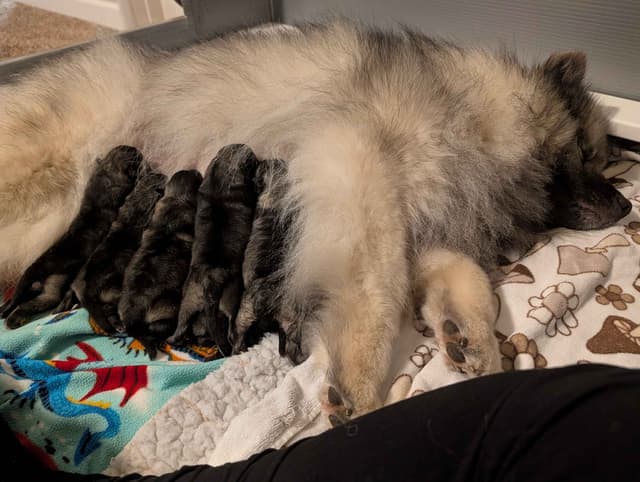 Keeshond Puppies media 3
