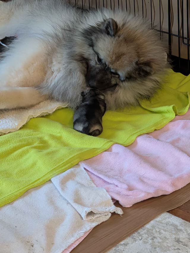 Keeshond Puppies media 4