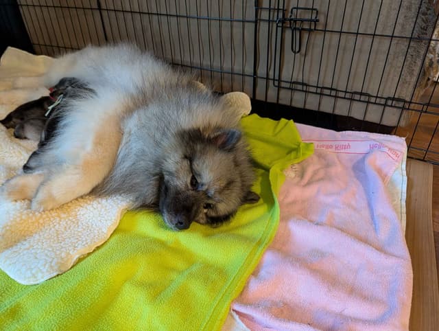 Keeshond Puppies media 5