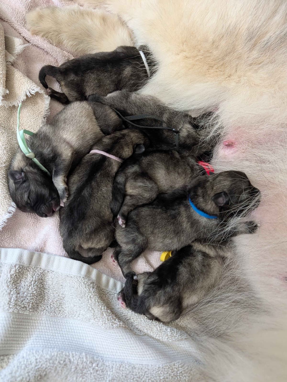 Keeshond Puppies breeder image 1