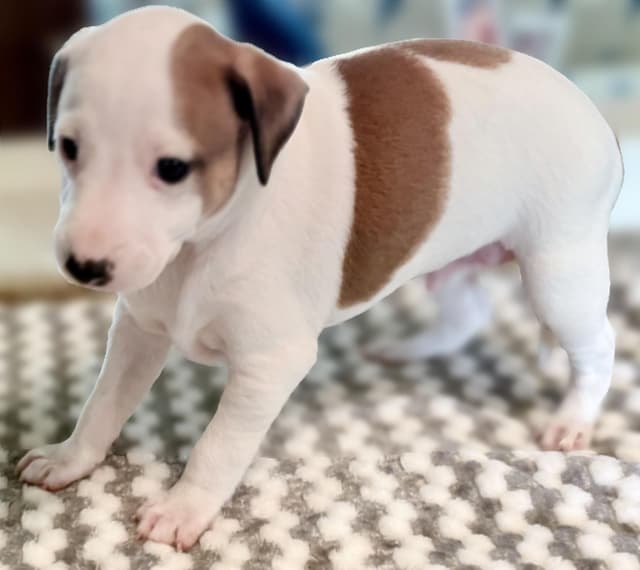 Italian Greyhound Puppies in AZ media 2