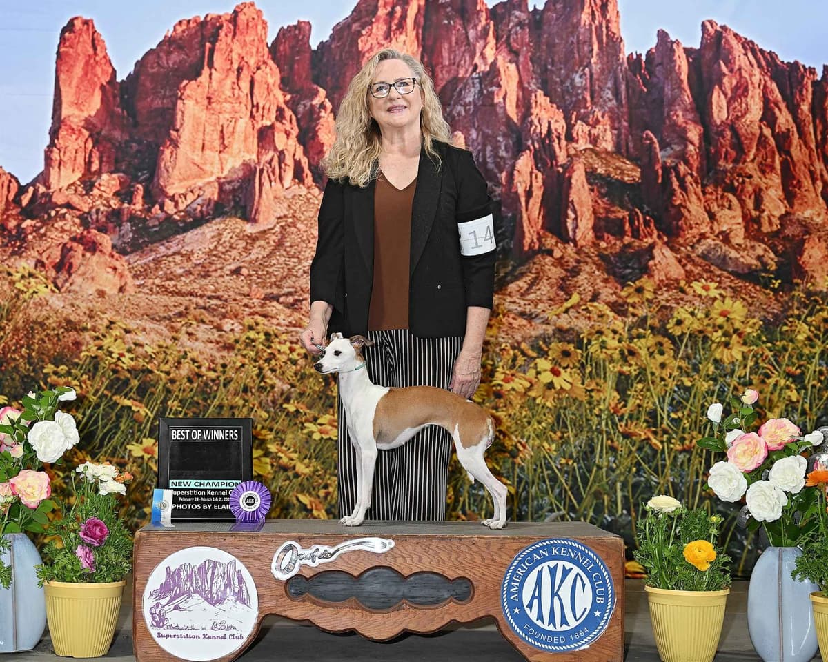 Italian Greyhound Puppies in AZ breeder image 1