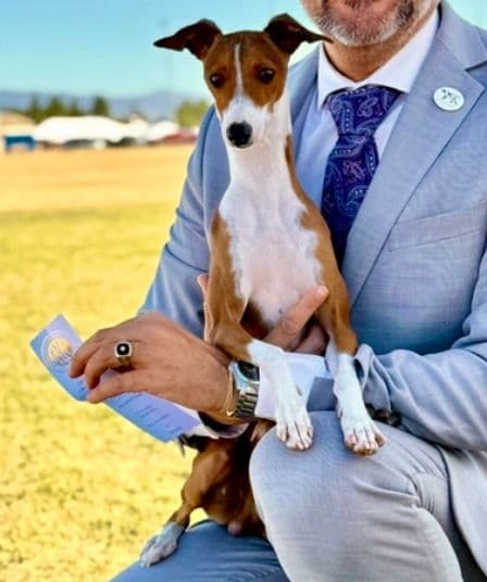 Italian Greyhound Puppies in AZ media 4