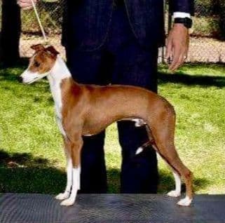 Italian Greyhound Puppies in AZ media 3