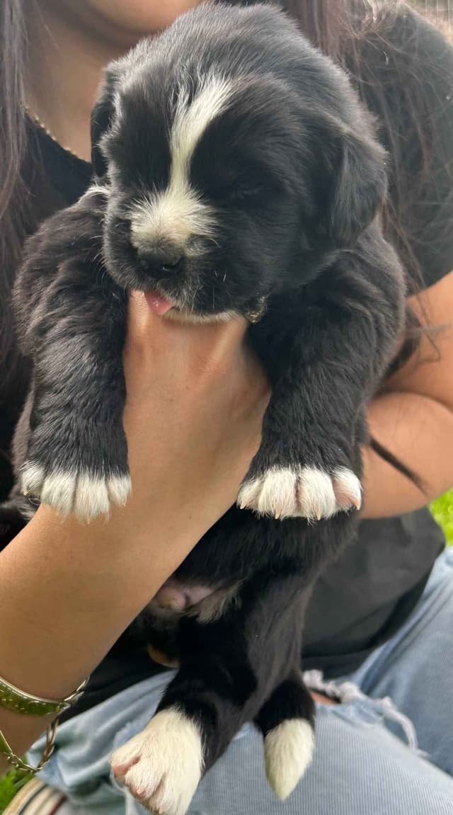 Glen Cove Landseer Newfoundland Puppies media 10
