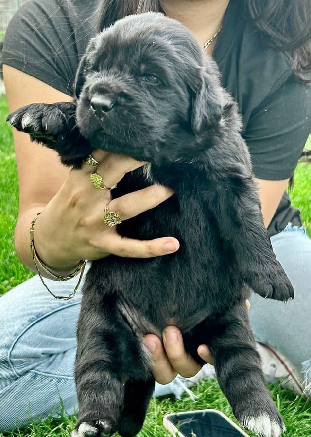 Glen Cove Landseer Newfoundland Puppies media 9