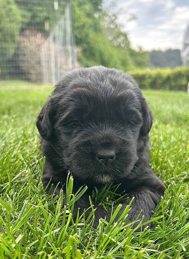 Glen Cove Landseer Newfoundland Puppies media 7