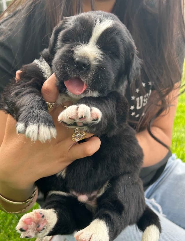 Glen Cove Landseer Newfoundland Puppies media 8