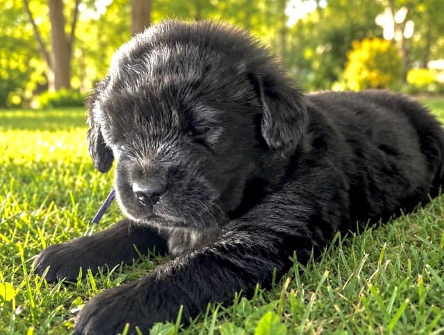 Glen Cove Landseer Newfoundland Puppies media 3