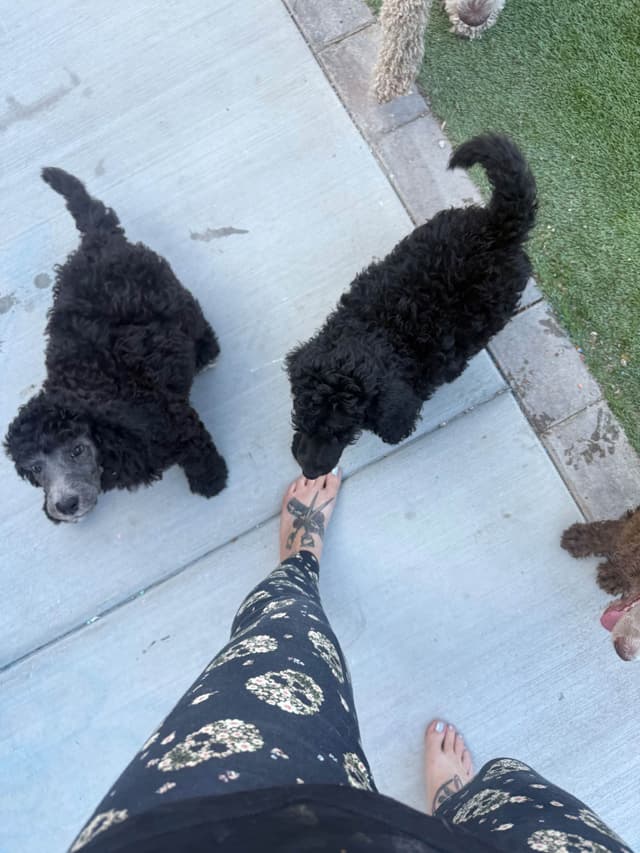 Standard Poodle Puppies media 2