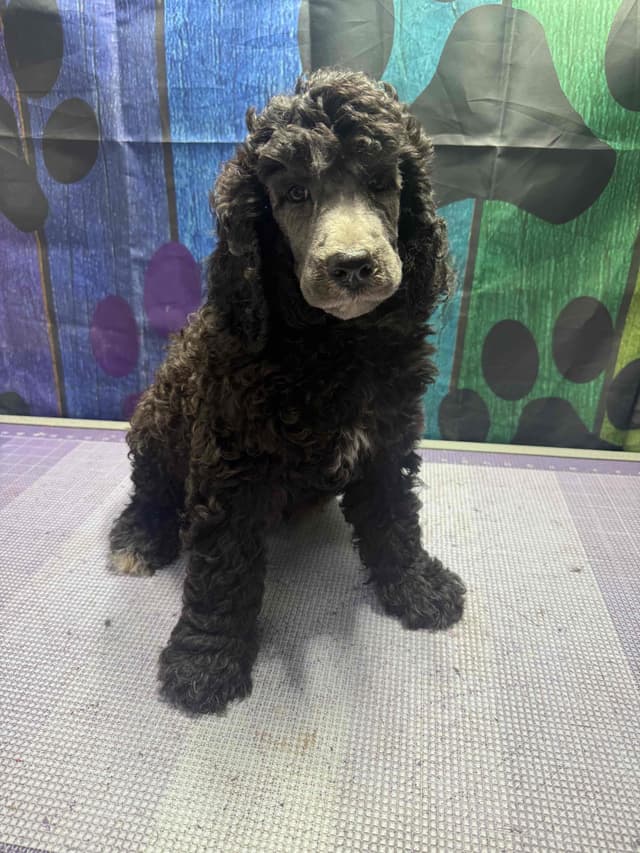 Standard Poodle Puppies media 3